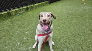 What my friends at Seattle Humane say about me Im an active young pup who has lots of love to