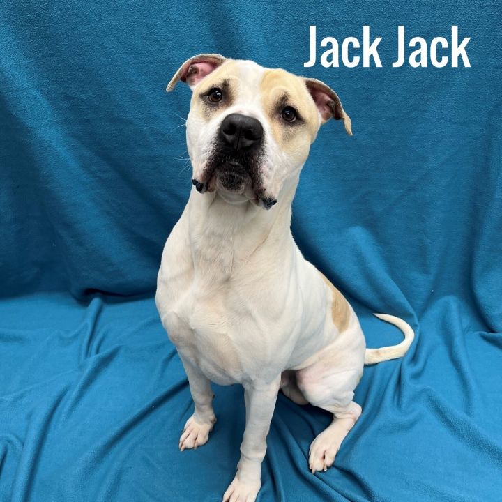 Emotional support dog petfinder cheap