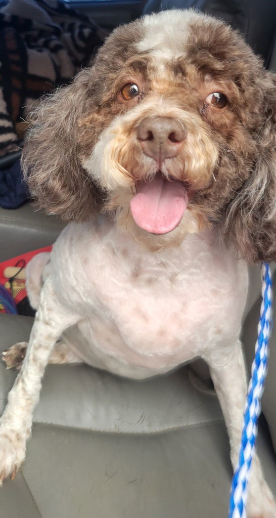 Sasha, an adoptable Poodle in San Antonio, TX, 78251 | Photo Image 1