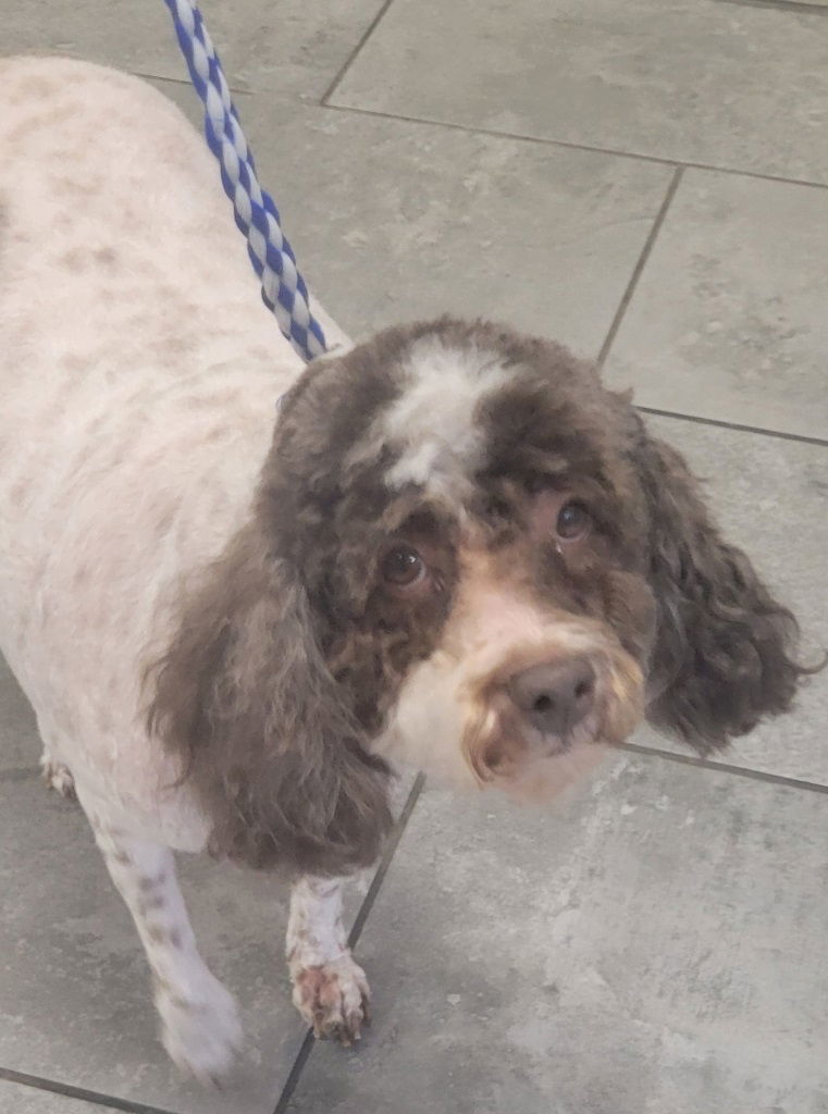 Sasha, an adoptable Poodle in San Antonio, TX, 78251 | Photo Image 2