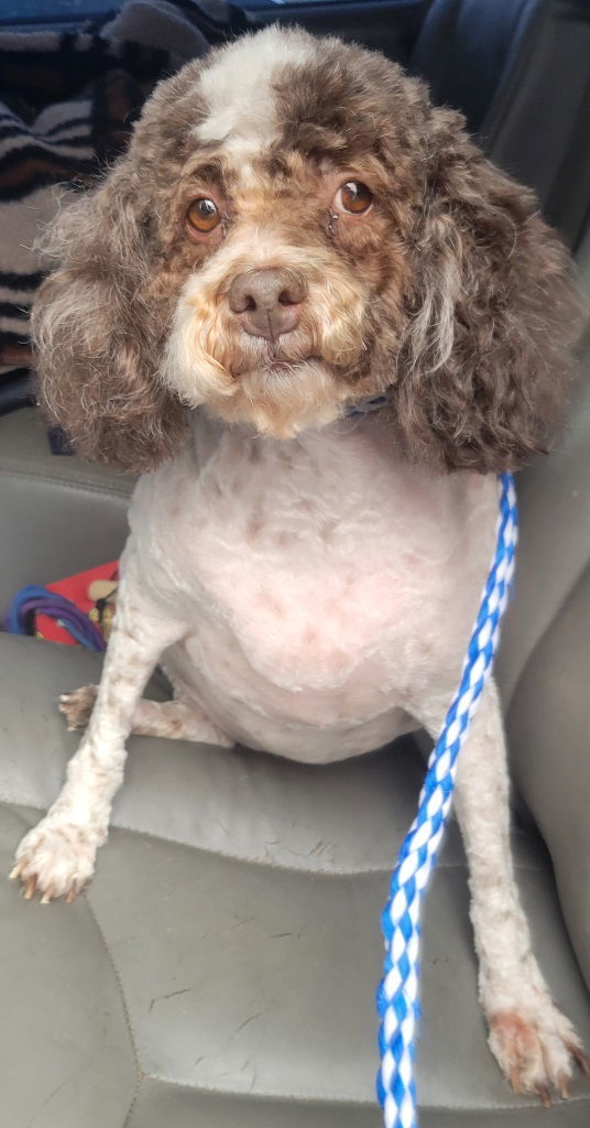 Sasha, an adoptable Poodle in San Antonio, TX, 78251 | Photo Image 3