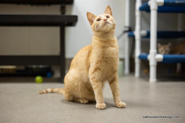 Charlie, an adoptable Tabby in Parlier, CA, 93648 | Photo Image 1