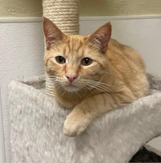 Charlie, an adoptable Tabby in Parlier, CA, 93648 | Photo Image 2