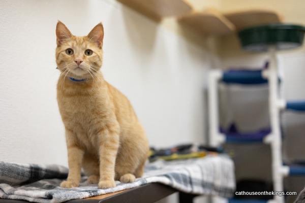 Charlie, an adoptable Tabby in Parlier, CA, 93648 | Photo Image 3