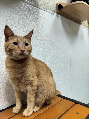 Charlie, an adoptable Tabby in Parlier, CA, 93648 | Photo Image 3