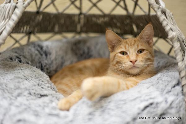 Charlie, an adoptable Tabby in Parlier, CA, 93648 | Photo Image 4