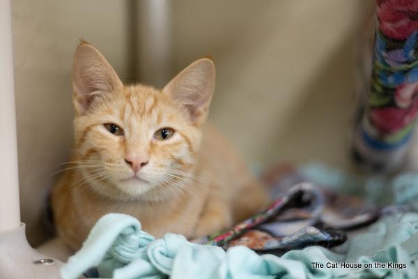 Charlie, an adoptable Tabby in Parlier, CA, 93648 | Photo Image 6