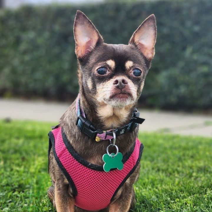 Sissy, an adoptable Chihuahua in Clovis, CA_image-2