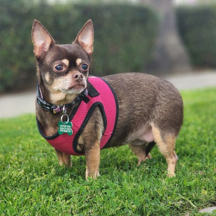 Sissy, an adoptable Chihuahua in Clovis, CA_image-3