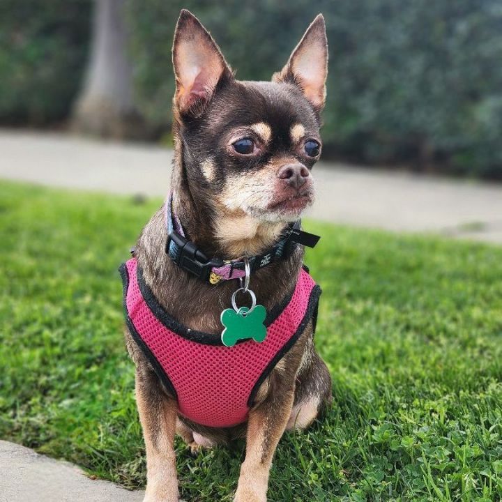 Sissy, an adoptable Chihuahua in Clovis, CA_image-5