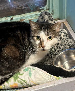 Althea, an adoptable Domestic Short Hair in Jackson, MS, 39213 | Photo Image 1