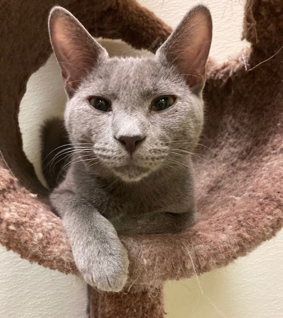 Blue, an adoptable Domestic Short Hair in Jackson, MS, 39213 | Photo Image 1