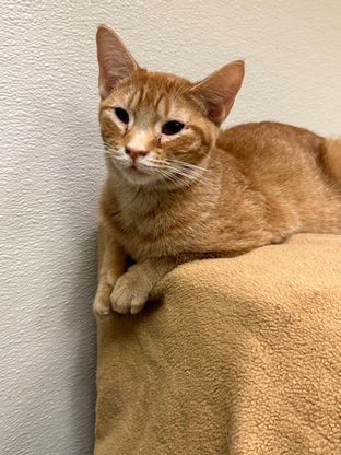 Country, an adoptable Domestic Short Hair in Jackson, MS, 39213 | Photo Image 1