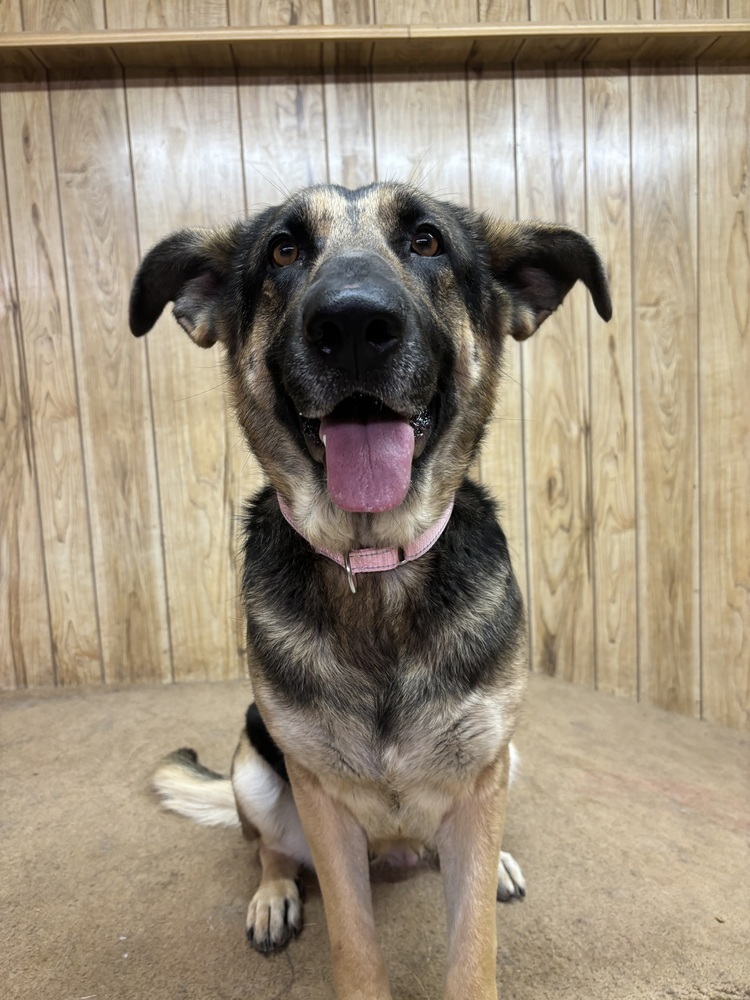 Lily, an adoptable German Shepherd Dog in Rapid City, SD, 57702 | Photo Image 1