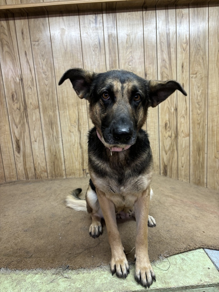 Lily, an adoptable German Shepherd Dog in Rapid City, SD, 57702 | Photo Image 2