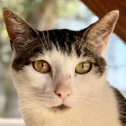 Pearl, an adoptable Domestic Short Hair in Redwood Valley, CA, 95470 | Photo Image 1