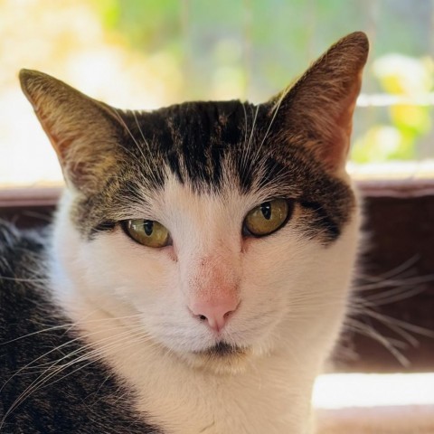 Pearl, an adoptable Domestic Short Hair in Redwood Valley, CA, 95470 | Photo Image 5