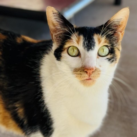 Ruby, an adoptable Domestic Short Hair in Redwood Valley, CA, 95470 | Photo Image 1