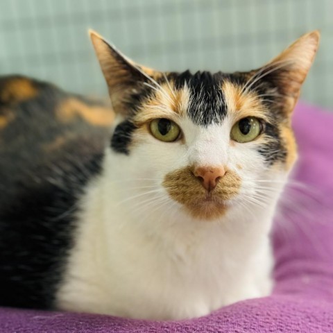 Ruby, an adoptable Domestic Short Hair in Redwood Valley, CA, 95470 | Photo Image 2