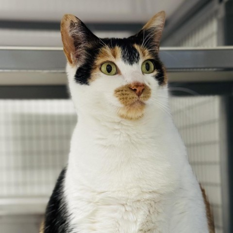 Ruby, an adoptable Domestic Short Hair in Redwood Valley, CA, 95470 | Photo Image 3