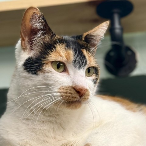 Ruby, an adoptable Domestic Short Hair in Redwood Valley, CA, 95470 | Photo Image 3