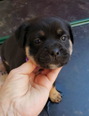 HI - IM NONIE Im a 2-month-old female black  tan puppy ready for my forever home My mom is