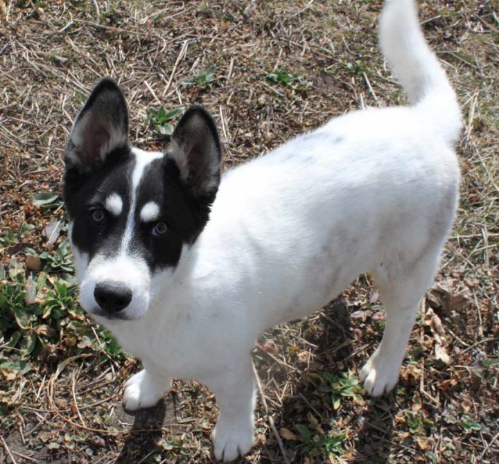 Frankie, an adoptable Siberian Husky in Clear Lake, IA_image-1
