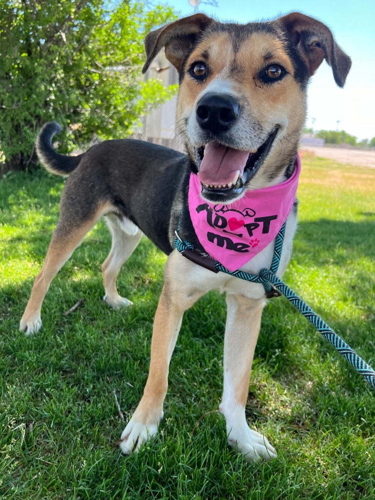 Redideo, an adoptable Shepherd, Australian Cattle Dog / Blue Heeler in Fort Lupton, CO, 80621 | Photo Image 1