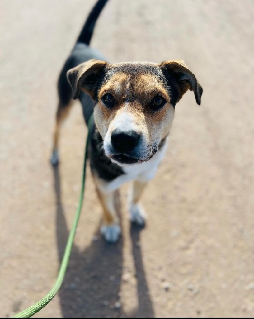 Redideo, an adoptable Shepherd, Australian Cattle Dog / Blue Heeler in Fort Lupton, CO, 80621 | Photo Image 2