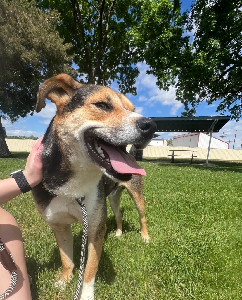 Redideo, an adoptable Shepherd, Australian Cattle Dog / Blue Heeler in Fort Lupton, CO, 80621 | Photo Image 3