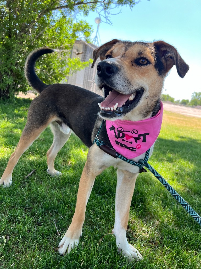 Redideo, an adoptable Shepherd, Australian Cattle Dog / Blue Heeler in Fort Lupton, CO, 80621 | Photo Image 4