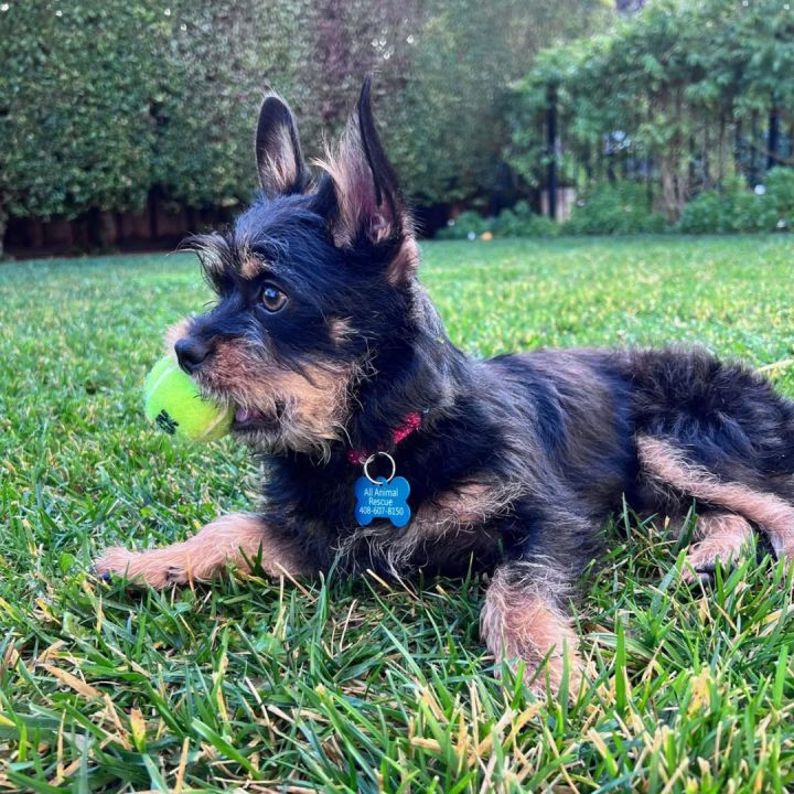 Hills hotsell yorkshire terrier