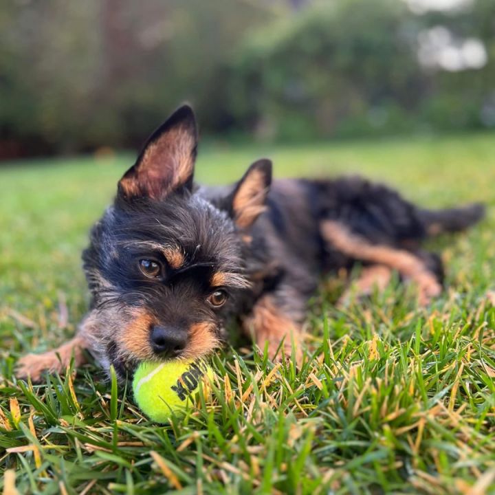 Wire hair hot sale yorkie