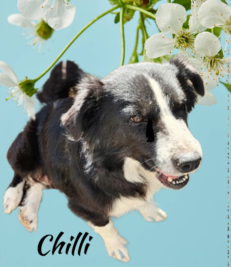 Chilli, an adopted Border Collie Mix in Clear Lake, IA_image-1