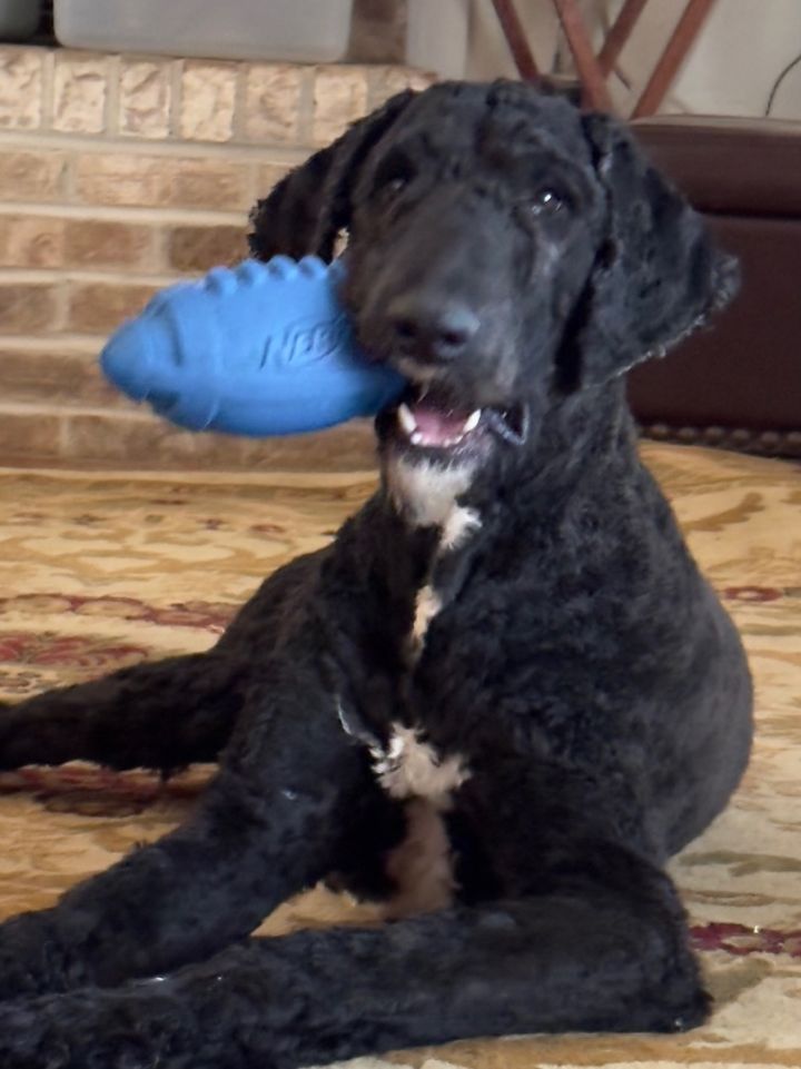 Petfinder sheepadoodle 2024