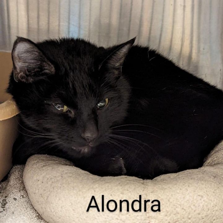 Alondra 3