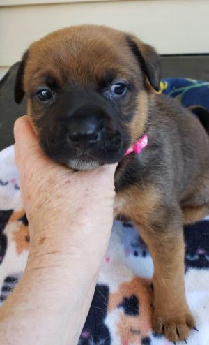 HI - IM NELLY Im a 2-month-old female brown  black puppy ready for my forever home My mom is