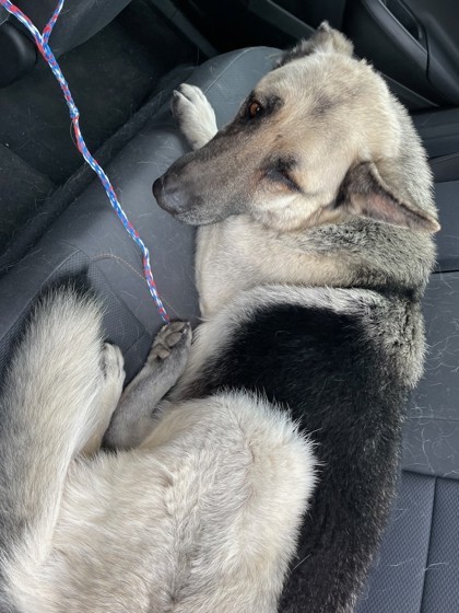 55137563, an adoptable German Shepherd Dog, Mixed Breed in El Paso, TX, 79906 | Photo Image 1