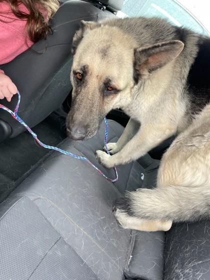 55137563, an adoptable German Shepherd Dog, Mixed Breed in El Paso, TX, 79906 | Photo Image 2