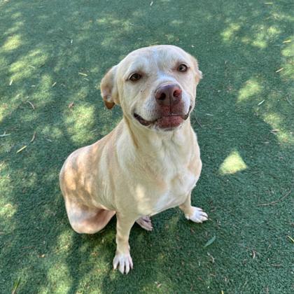 Wilma, an adoptable Labrador Retriever, Mixed Breed in El Paso, TX, 79906 | Photo Image 2
