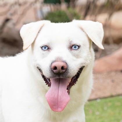 Diego, an adoptable Labrador Retriever, Mixed Breed in El Paso, TX, 79906 | Photo Image 1