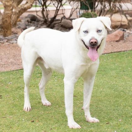 Diego, an adoptable Labrador Retriever, Mixed Breed in El Paso, TX, 79906 | Photo Image 2