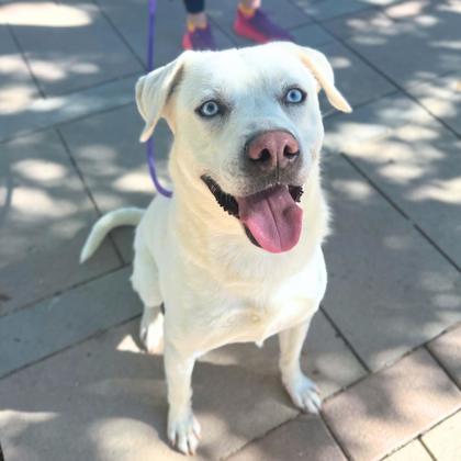 Diego, an adoptable Labrador Retriever, Mixed Breed in El Paso, TX, 79906 | Photo Image 3