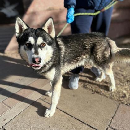 Snoop, an adoptable Siberian Husky, Mixed Breed in El Paso, TX, 79906 | Photo Image 1