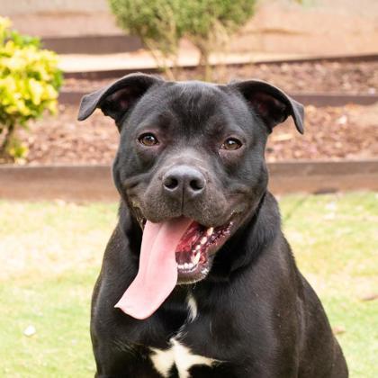 Kage*, an adoptable Pit Bull Terrier, Mixed Breed in El Paso, TX, 79906 | Photo Image 1
