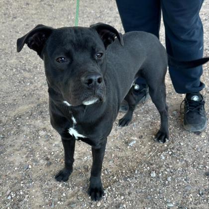 Kage*, an adoptable Pit Bull Terrier, Mixed Breed in El Paso, TX, 79906 | Photo Image 3