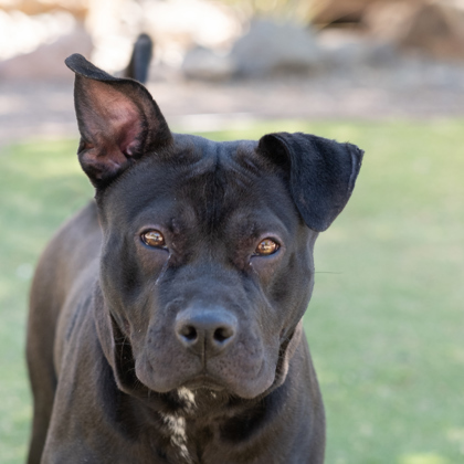 *Miracle, an adoptable Mixed Breed in El Paso, TX, 79906 | Photo Image 1