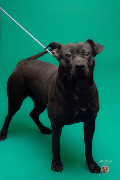 *Miracle, an adoptable Mixed Breed in El Paso, TX, 79906 | Photo Image 2
