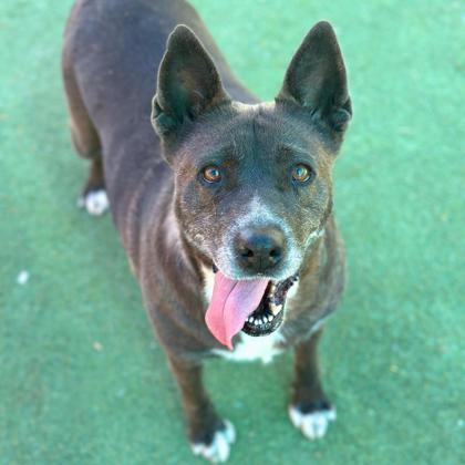 Azzy*, an adoptable Labrador Retriever, Mixed Breed in El Paso, TX, 79906 | Photo Image 2