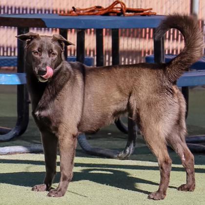 Wallace, an adoptable German Shepherd Dog, Mixed Breed in El Paso, TX, 79906 | Photo Image 2